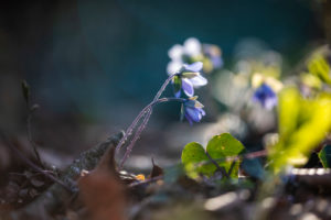 Liverwort, detail Liverwort, detail